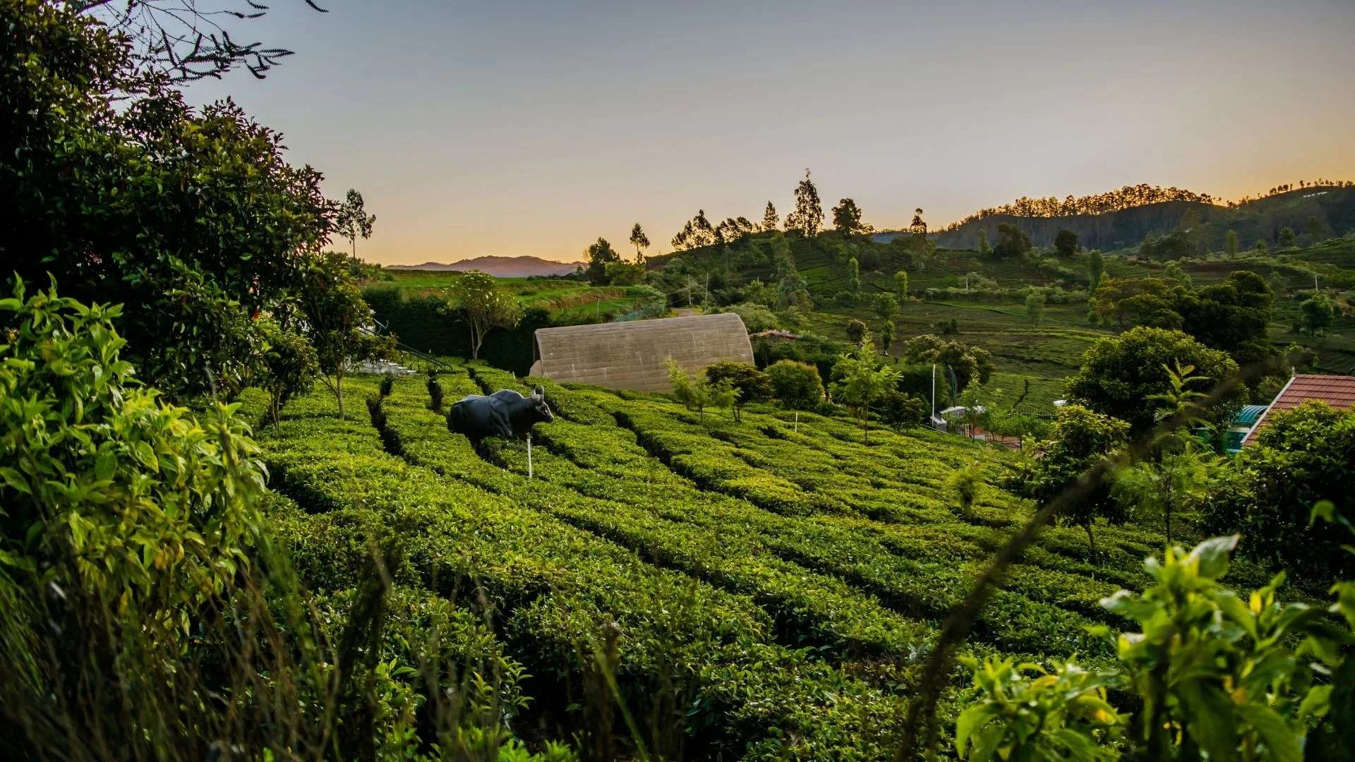 Ooty